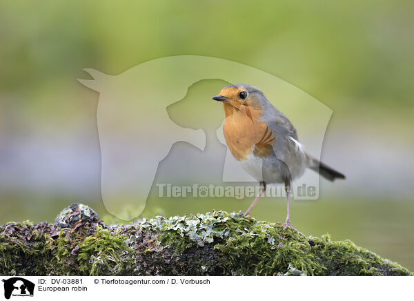 Rotkehlchen / European robin / DV-03881