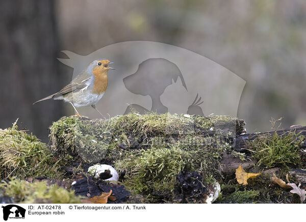 Rotkehlchen / European robin / AT-02478