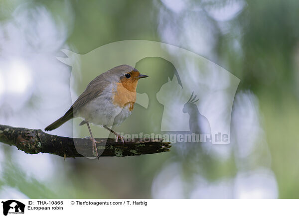 Rotkehlchen / European robin / THA-10865