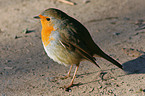 European Robin