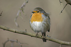 robin