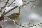 robin