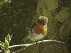 European robin