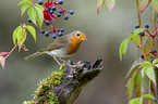 sitting European Robin