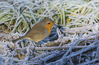 sitting European Robin