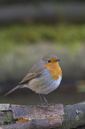 European robin