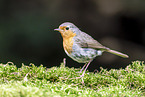 European robin