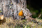 European robin