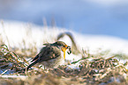 European robin