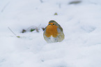 European robin