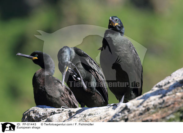 Krhenscharben / European shags / FF-01443