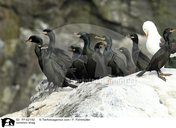 Krhenscharben / common shag / FF-02192