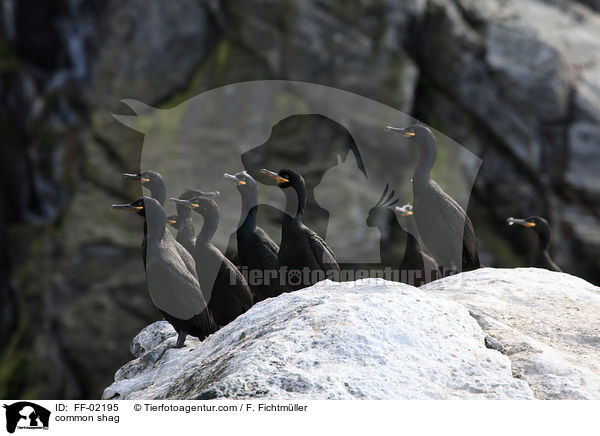 Krhenscharben / common shag / FF-02195