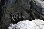 common shag