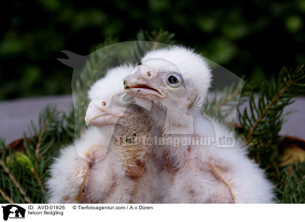 Falkenkken / falcon fledgling / AVD-01826