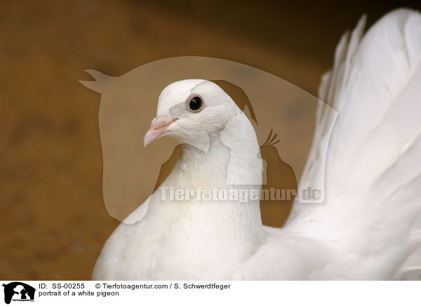 weie Taube im Portrait / portrait of a white pigeon / SS-00255