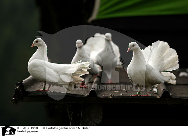 Pfautauben / fantail pigeons / AB-01910