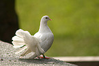 fantail pigeon