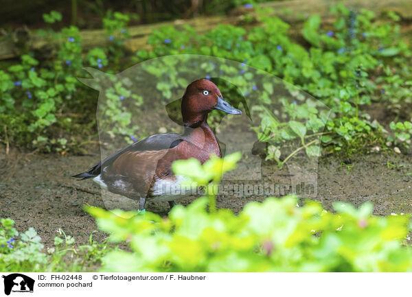 Moorente / common pochard / FH-02448