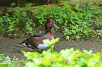 common pochard