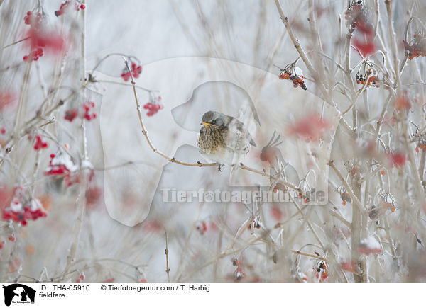 Wacholderdrossel / fieldfare / THA-05910