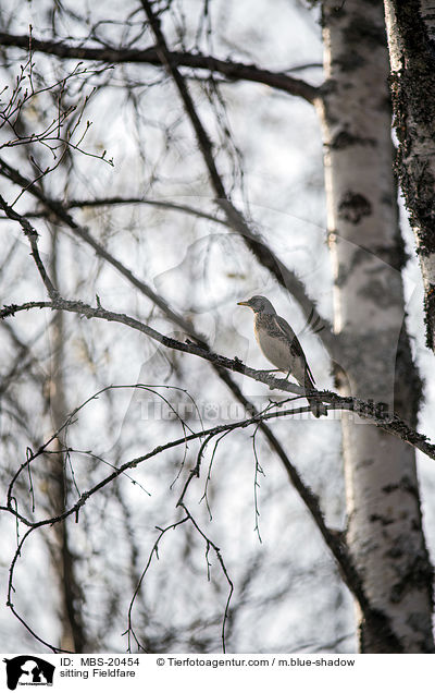 sitzende Wacholderdrossel / sitting Fieldfare / MBS-20454