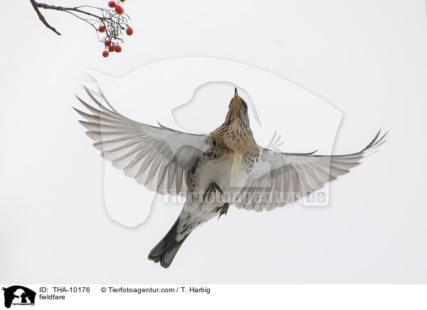 Wacholderdrossel / fieldfare / THA-10176