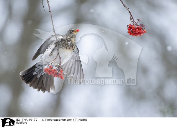 Wacholderdrossel / fieldfare / THA-10179