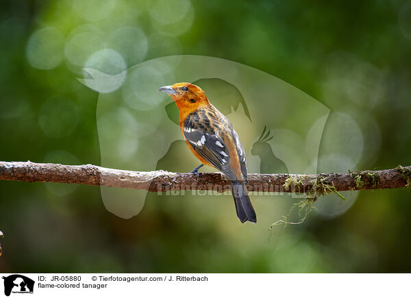 flame-colored tanager / JR-05880