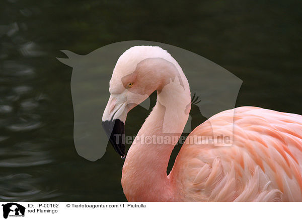 Roter Flamingo im Portrait / red Flamingo / IP-00162