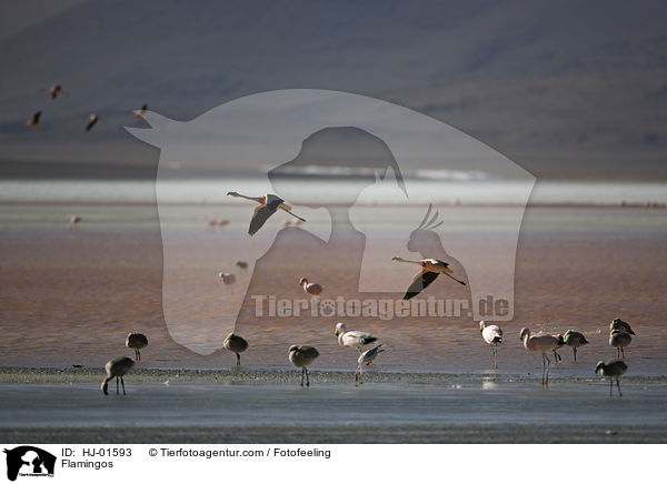 Flamingos / Flamingos / HJ-01593