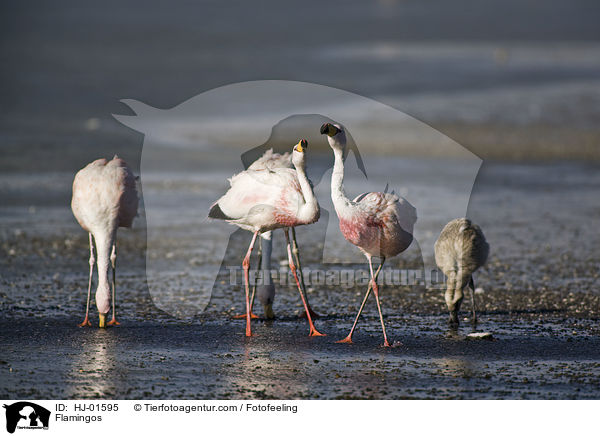 Flamingos / Flamingos / HJ-01595