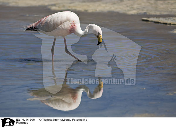 Flamingo / Flamingo / HJ-01606