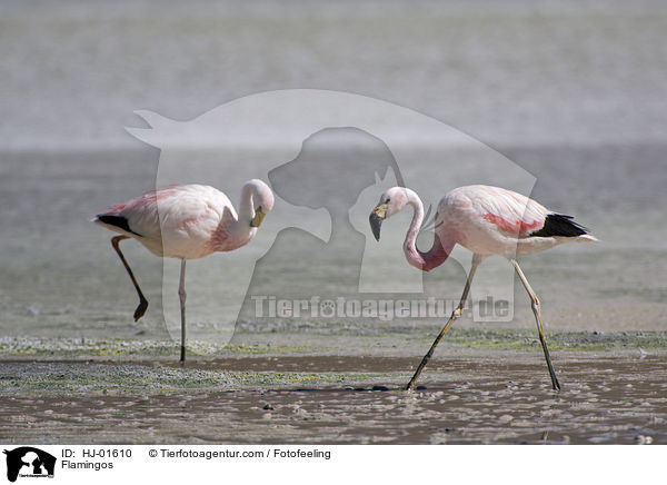 Flamingos / Flamingos / HJ-01610