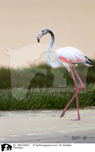Flamingo / Flamingo / WS-05543