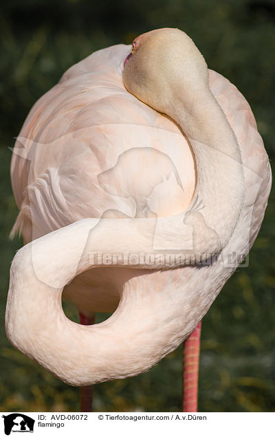 Flamingo / flamingo / AVD-06072