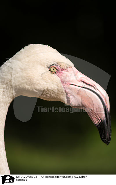 Flamingo / flamingo / AVD-06093