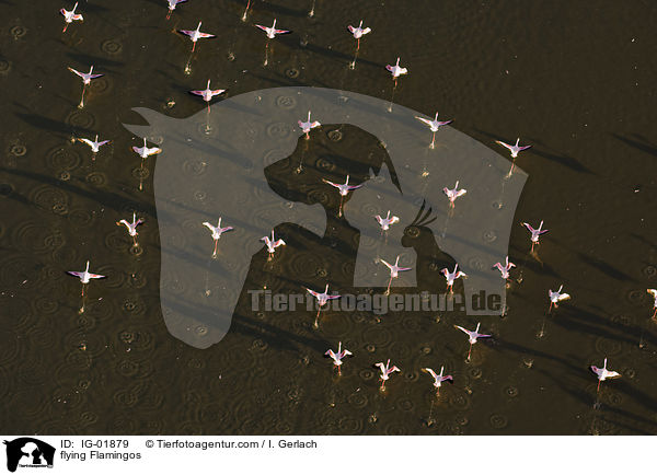 fliegende Flamingos / flying Flamingos / IG-01879