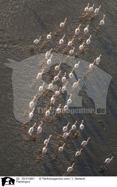 Flamingos / Flamingos / IG-01881
