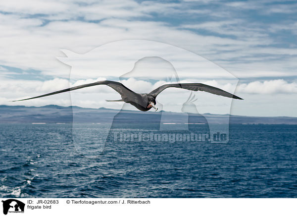 Fregattvogel / frigate bird / JR-02683