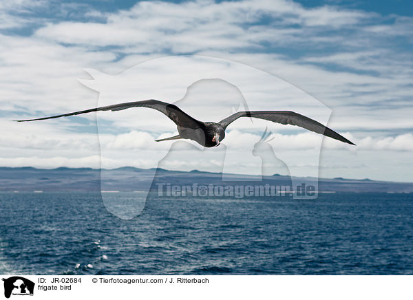 Fregattvogel / frigate bird / JR-02684