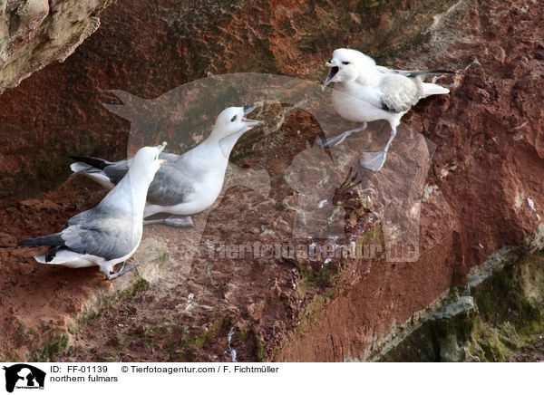 Eissturmvgel / northern fulmars / FF-01139