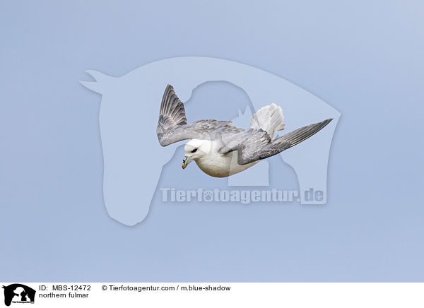 Eissturmvogel / northern fulmar / MBS-12472