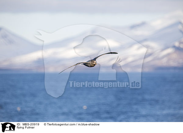 fliegender Eissturmvogel / flying Fulmar / MBS-20919