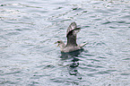 swimming Fulmar