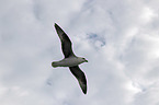 flying Fulmar