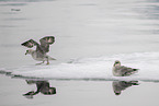 northern fulmar