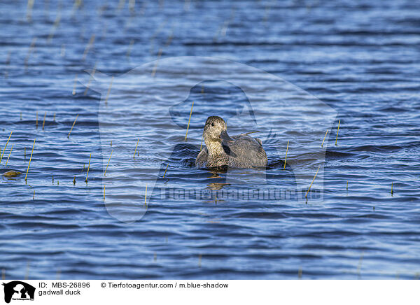 gadwall duck / MBS-26896