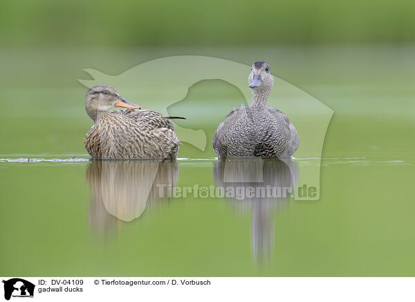 gadwall ducks / DV-04109