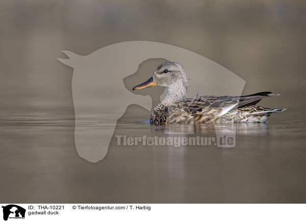 Schnatterente / gadwall duck / THA-10221